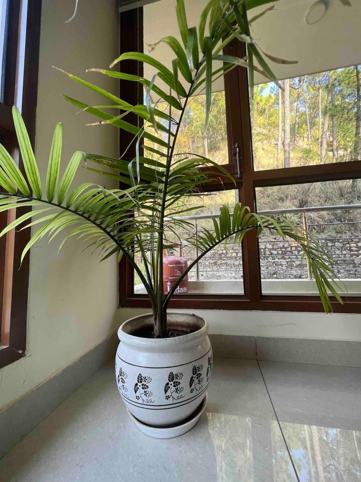 2Bhk Furnished Apartment/Near Kasauli/Barog/Luv Fun & Adventure Solan Exterior photo
